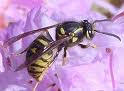 6Vespula vulgaris